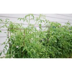 Glamos Wire 54 In. H X 16 In. W X 16 In. D Red Steel Tomato Cage -Abbo Garden Shop 3792ade4 ff11 402e b7b8 b0c0bdb6d583