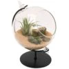 Panacea 7 In. H X 5 In. W X 4.5 In. D Glass Desktop Terrarium With Stand Black -Abbo Garden Shop 62daab66 8b2f 4e19 b076 9c1bdfb87856
