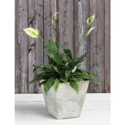 Novelty Artstone 11.5 In. H X 11.8 In. W X 11.8 In. D Resin Ella Planter Mint -Abbo Garden Shop 649b09e2 2fc0 42b6 ab0e ab15da99b5d1