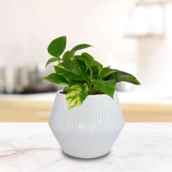 Trendspot Rena 6.5 In. H X 8 In. W X 8 In. D X 8 In. D Ceramic Planter White -Abbo Garden Shop 757c015c 9825 4106 a37f d5d675f38bbc