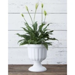Novelty 19 In. H X 19 In. W X 19 In. D X 19 In. D Resin Classic Urn Urn Planter White 9 Novelty 19 In. H X 19 In. W X 19 In. D X 19 In. D Resin Classic Urn Urn Planter White -Abbo Garden Shop 90a5c46f b3ff 4ca2 805a c5574bd36401