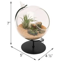 Panacea 7 In. H X 5 In. W X 4.5 In. D Glass Desktop Terrarium With Stand Black -Abbo Garden Shop 940572be a7f4 4033 bbc8 a94716b97d45