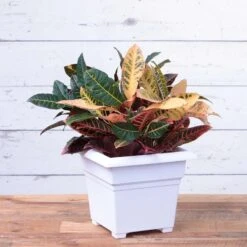 Novelty 13 In. H X 14 In. W X 14 In. D Plastic Countryside Tub Patio Planter White -Abbo Garden Shop eb5daf98 44c2 418f 8766 e5775afe9f30
